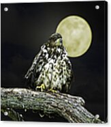 Young Bald Eagle By Moon Light Acrylic Print