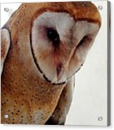 Young Barn Owl Acrylic Print