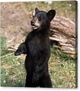 Young Black Bear Cub Standing Upright Acrylic Print