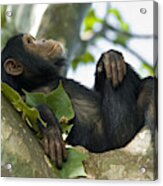 Young Chimpanzee Relaxing In A Tree, Wildlife Shot, Gombe/tanzania Acrylic Print