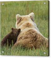 Young Coastal Grizzly Cub Leans Acrylic Print
