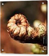 Young Fern Acrylic Print