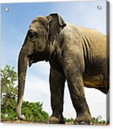 Young Free Roaming Elephant Elephas Acrylic Print