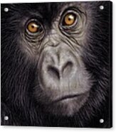 Young Gorilla Painting Acrylic Print