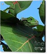 Young Iguana Acrylic Print