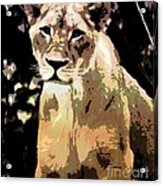 Young Lion Acrylic Print