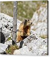 Young Marmot Acrylic Print