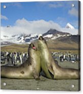Young S Elephant Seals Playing Acrylic Print