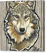 Young Wolf Acrylic Print