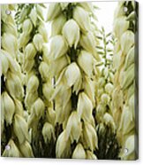 Yucca Forest Acrylic Print