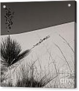 Yucca In The Sand I Acrylic Print