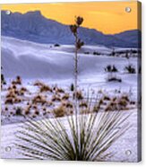 Yucca On White Sand Acrylic Print