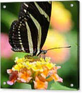 Zebra Butterfly Acrylic Print