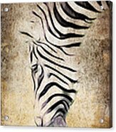 Zebra Fade Acrylic Print