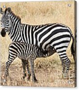 Zebra Family Acrylic Print