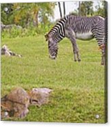 Zebra Landscape Acrylic Print