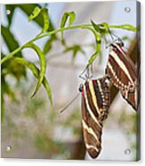 Zebra Longwing Butterflies Mating Acrylic Print