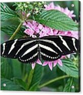 Zebra Longwing Butterfly Acrylic Print