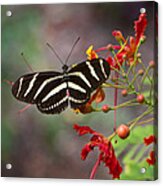 Zebra Longwing Butterfly Acrylic Print