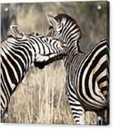 Zebra Nuzzle Acrylic Print