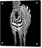 Zebra Acrylic Print