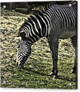 Zebra Striped Fourlegger Acrylic Print