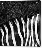 Zebra Stripes Acrylic Print