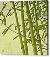 Zen Bamboo Abstract I Acrylic Print