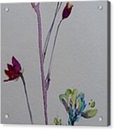 Zen Flowers Acrylic Print
