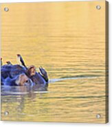 Zimbabwe, Urungwe District, Mana Pools National Park, Swimming Hippopotamus With Oxpeckers Acrylic Print