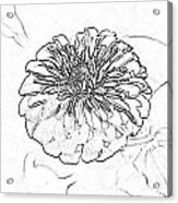 Zinnia Flower Floral Decor Macro Closeup Square Format Black And White Sketch Digital Art Acrylic Print