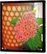 #花 #和 #flowers #flowers #pink Acrylic Print