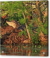 Alligator On Nest Acrylic Print