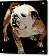 Bulldog Acrylic Print