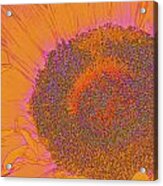 Sunflower In Orange And Pink Acrylic Print