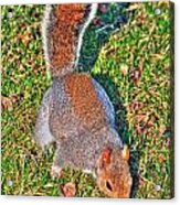 08 Grey Squirrel Sciurus Carolinensis Series Acrylic Print