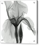 An X-ray Of An Iris Flower Acrylic Print