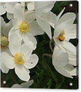 Anemonies #1 Acrylic Print