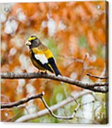 Autumn Perch #1 Acrylic Print