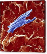 Bacteria Infecting A Macrophage, Sem #1 Acrylic Print