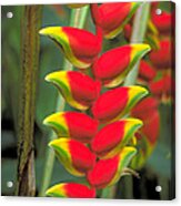 Bird Of Paradise #1 Acrylic Print