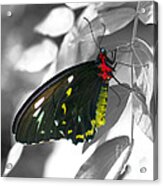 Black Butterfly #1 Acrylic Print