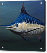 Blue Marlin #1 Acrylic Print
