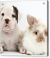 Boxer Puppy And Young Fluffy Rabbit #1 Acrylic Print