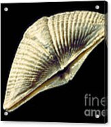 Brachiopod Fossil #1 Acrylic Print