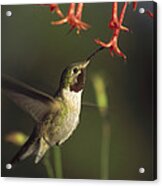 Broad Tailed Hummingbird Feeding #1 Acrylic Print
