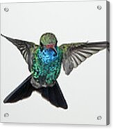 Broadbill Hummingbird In Flight #1 Acrylic Print