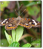 Buckeye Butterfly #2 Acrylic Print