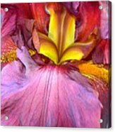 Burgundy Iris #1 Acrylic Print