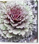 Cabbage Patch #1 Acrylic Print